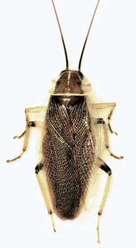 Balta bicolor
