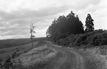 Image: Kauri grove on Christian Road, Swanson.