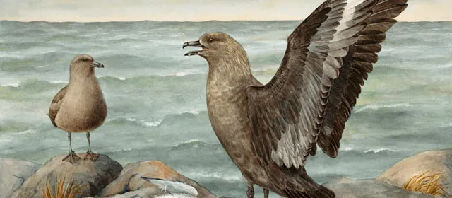 Gulls, terns and skuas