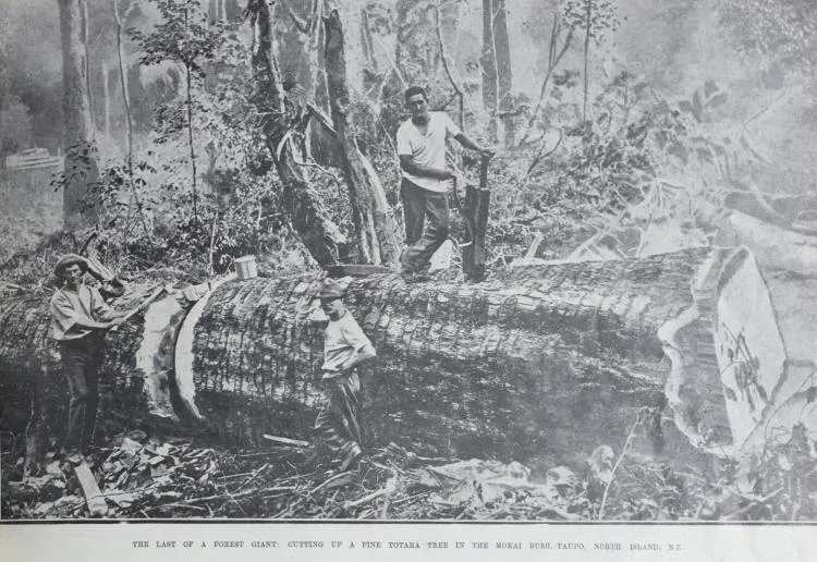 The last of a forest giant