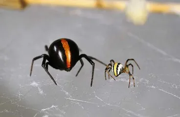 Image: Katipō spiders
