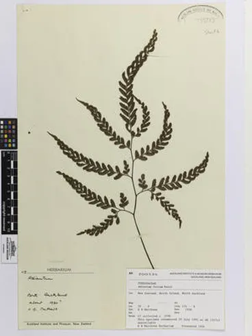 Image: Adiantum fulvum