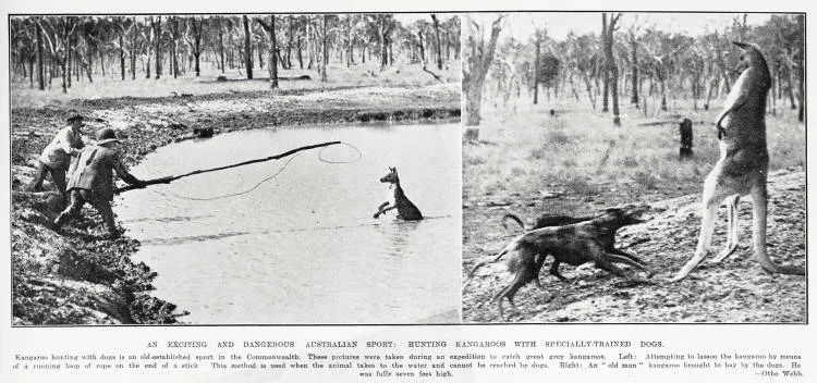 An exciting and dangerous Australian sport: hunting kangaroos with specially-trained dogs