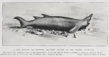 Image: A New Zealand Sea Monster, recently caught at the Thames, Auckland