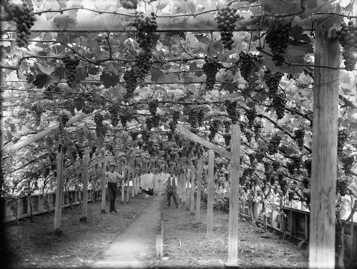 Grape vines in a glasshouse