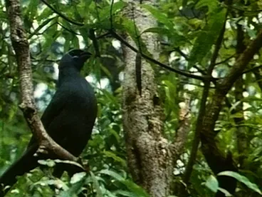 Image: Song of Protest