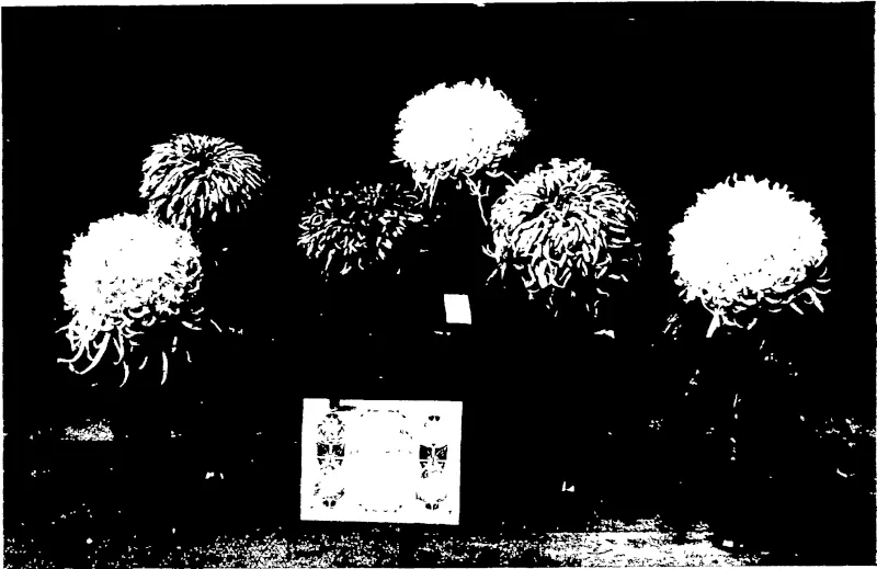MR D MITCHELL'S FIRST PRIZE EXHIBIT— SIX JAPANESE CHRYSANTHEMUM BLOOMS. (Otago Witness, 22 May 1907)