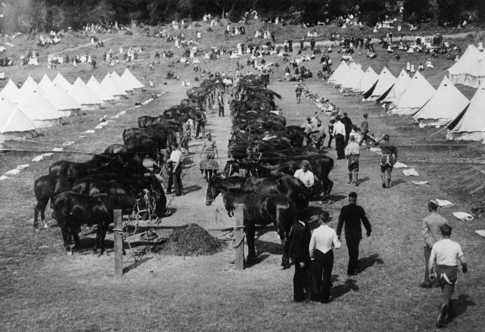 Remount depot, World War I, on Gibbons Street; horses, tents, visitors.