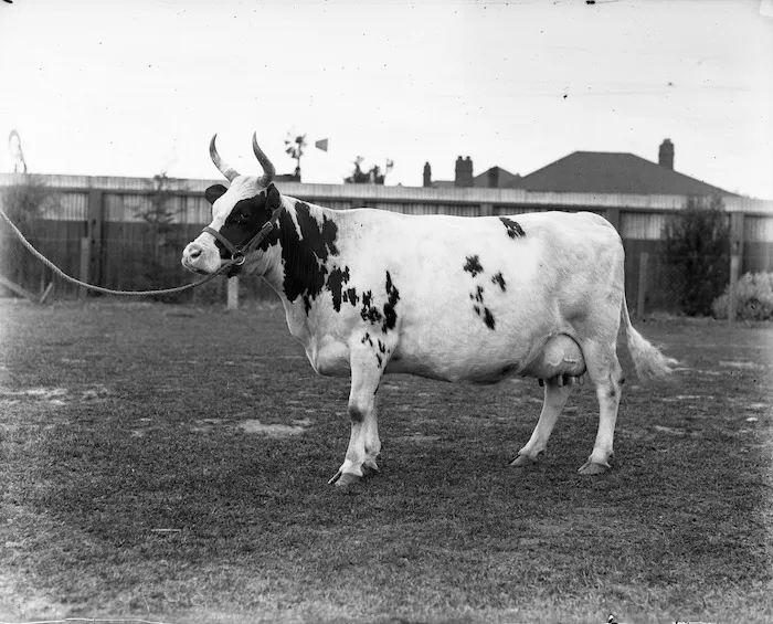 Ayrshire bull