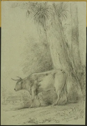 Image: Swainson, William, 1789-1855 :Hutt cattle. 1847