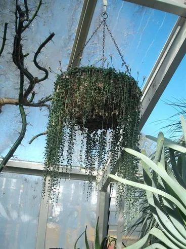 Image: String-of-Beads