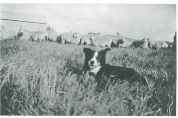 Image: Herding sheep