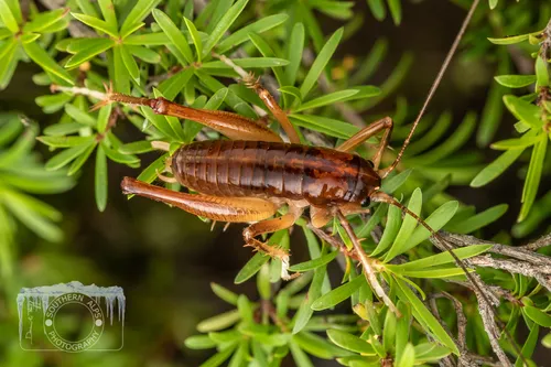 Hemiandrus electra