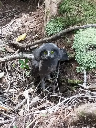 Morepork