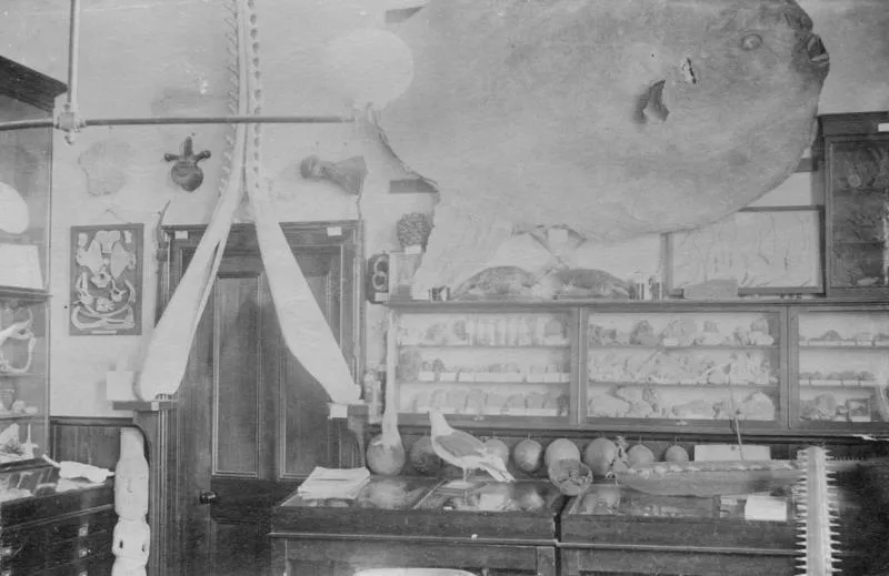 Hawke's Bay Philosophical Institute