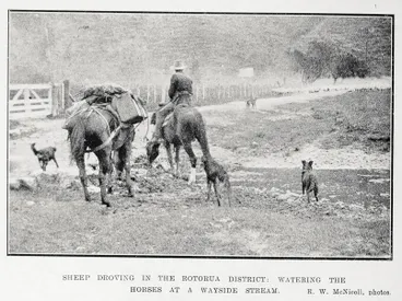 Image: Sheep droving in the Rotorua district: watering the horses at a wayside stream