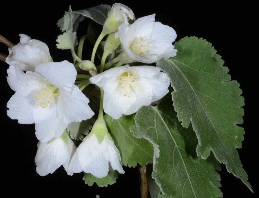 Hoheria lyallii Hook.f. - Hoihere, Houhere, Houhi, mountain lacebark, Whauwhi