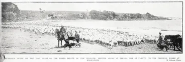Image: Picturesque scene on the east coast of the North Island of New Zealand: driving sheep at Te Kaha, Bay of Plenty, to the freezing works at Whakatane