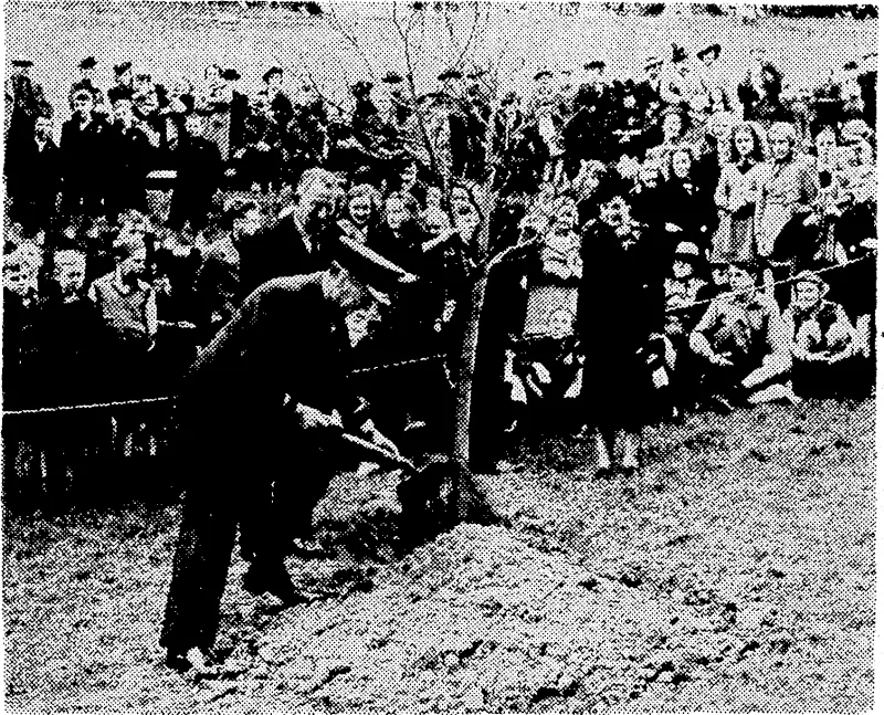 The Governor-General, Sir Cyril Newall, planting an English lime tree at Central Park yesterday in connection with the Arbor Day celebration. Lady Newall watches the process with interest, as do Mr. J. G. MacKenzie, Director of Parks and Reserves, and a number of school children. (Evening Post, 06 August 1942)