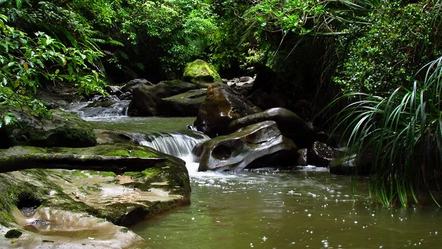 Nine Mile Creek, West Coast NZ