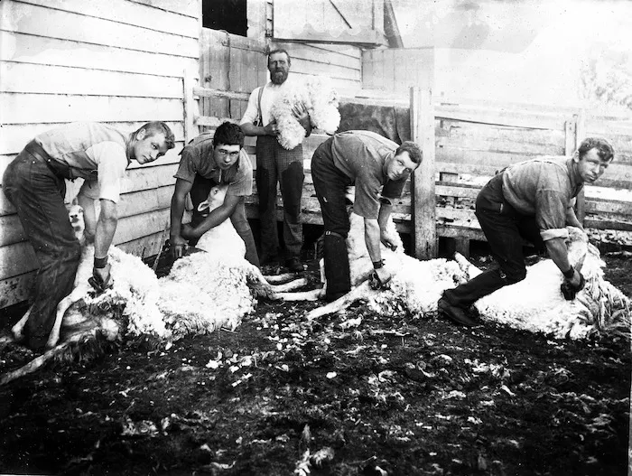 Shearing sheep with hand shears