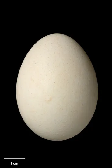 Image: Strigops habroptila