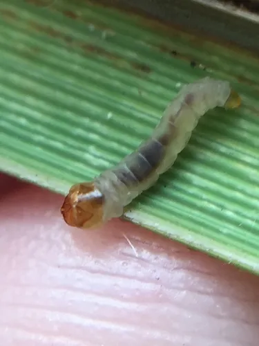 Glyphipterix dichorda