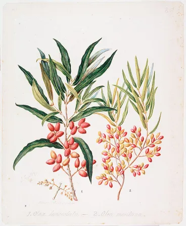 Image: Nestegis lanceolata; N. montana