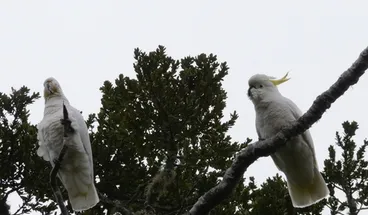 Image: Greater sulphur-crested cockatoo
