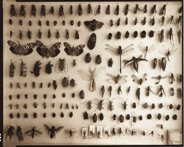 Image: "Exotic various orders, Entomology"