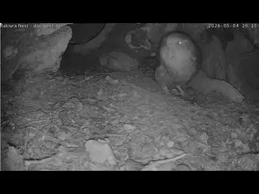 Image: Rakiura returns to empty nest for first time as both chicks out exploring - 4 May