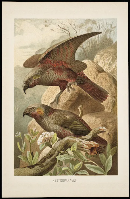 Artist unknown :Nestorpapagei. [1870s?]
