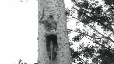 Image: Tree climbing