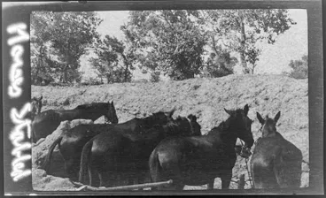 Image: "Horses Stabled"