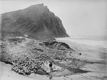 Image: Sheep droving at Waihau Bay
