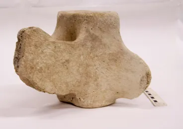 Vertebrate, Whale Image: Vertebrate, Whale