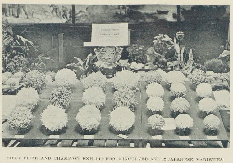 Napier chrysanthemum show