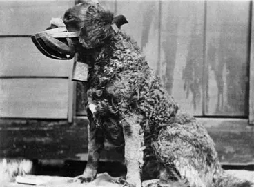 Image: Lassie the bird dog
