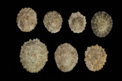 Patella vulgata