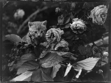 Image: Rural scene with kitten in the garden