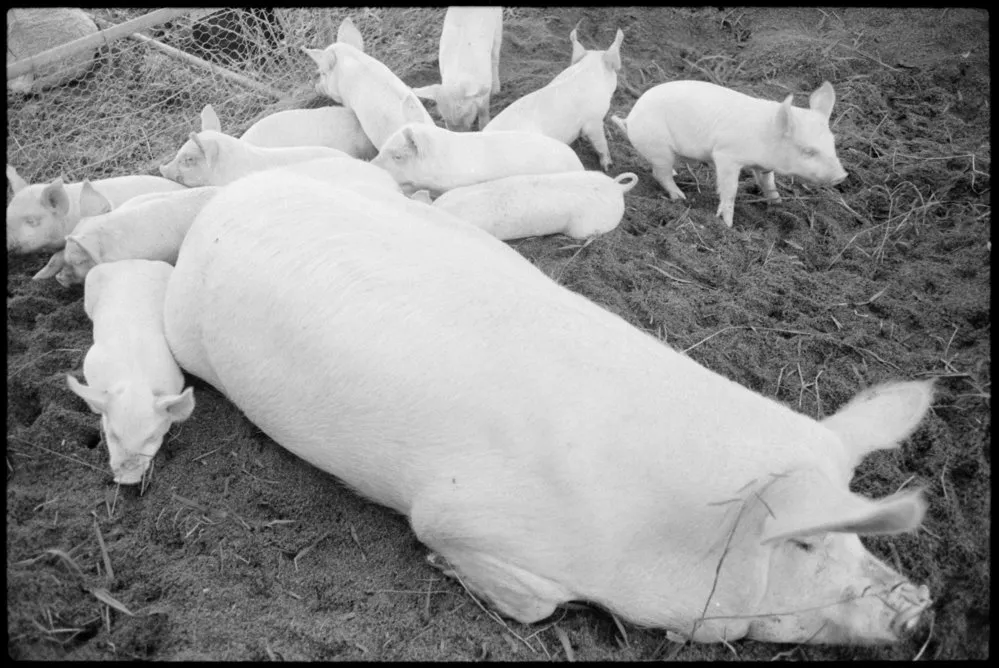 Pets' corner: sow and 12 piglets