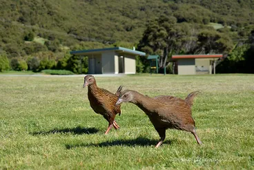 Image: Weka with fledgling chick- Kenepuru Head, Marlborough Sounds