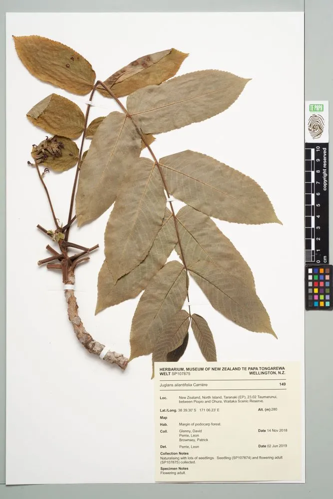 Japanese walnut, Juglans ailantifolia Carrière