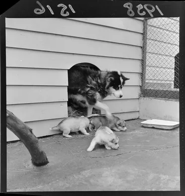 Image: Husky with pups at Wellington Zoo