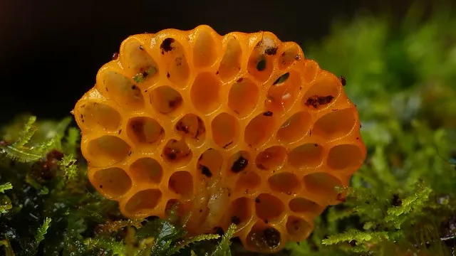 Orange Pore Fungus - Favolaschia calocera