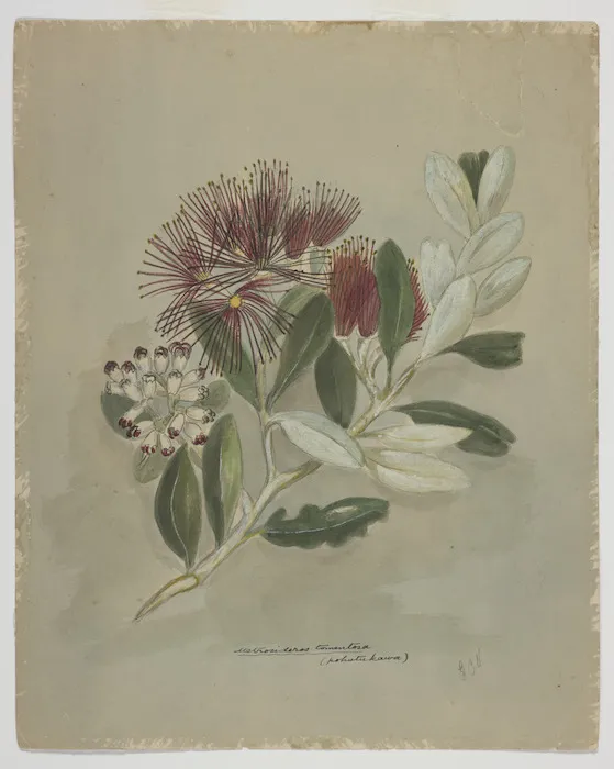 Harris, Emily Cumming, 1837-1925: Metrosideros tomentosa (pohutukawa). [1890s?]