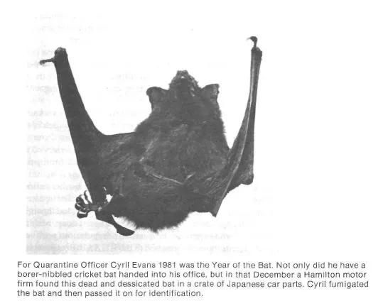 For Quarantine Officer Cyril Evans 1981 was the Year of the Bat. Not only did he have a borer-nibbled cricket bat handed into his office, but in that December a Hamilton motor firm found this dead and dessicated bat in a crate of Japanese car parts. Cy...