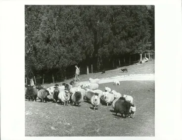 Image: Agriculture - Sheep - Mustering