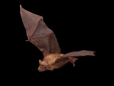 Image: New Zealand Long-tailed Bat, Chalinolobus tuberculatus