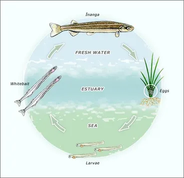 Image: Īnanga life cycle